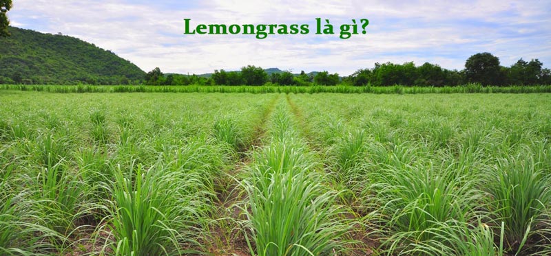 lemongrass là gì