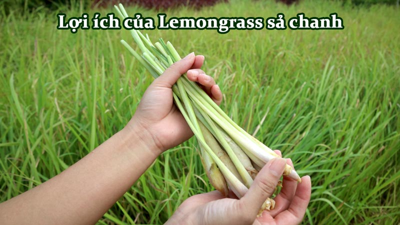 lợi ích của lemongrass