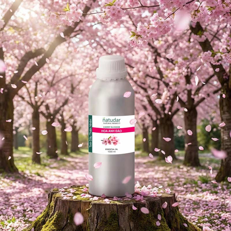 tinh dau hoa anh dao